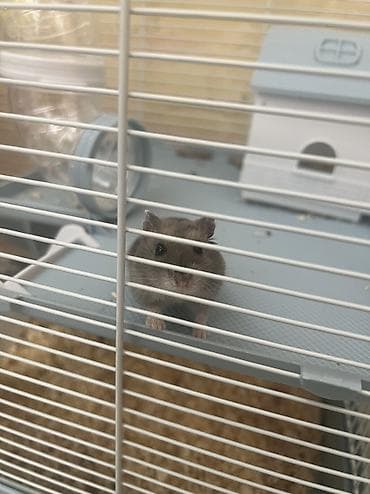 qefes: Teze boyuk qefes, 2 xomyak, yemi, qumu, apilkasi ile birlikde 30 — 3