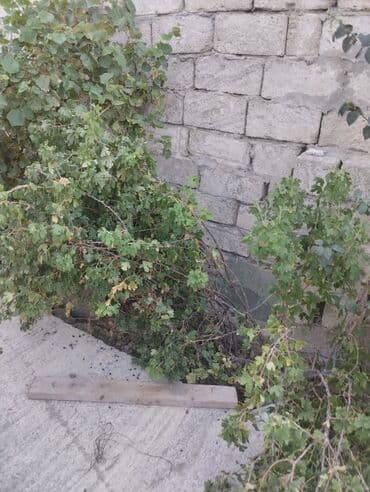 kend bineqedide kiraye evler: 3 kv. m, 3 otaqlı, Qaz, İşıq, Su — 3