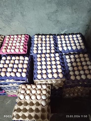 yataq yarası ucun doşək: Serebirist F6 toyuq yumurtasi 6000eded yeni yumurtadir çıxım faizi — 2