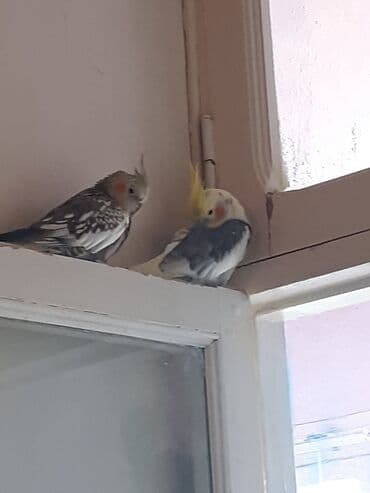cuce qefes: Nimfa (Cockatiel) cütlüyü – gözəl rəng çalarları və xüsusi baş tacı — 2