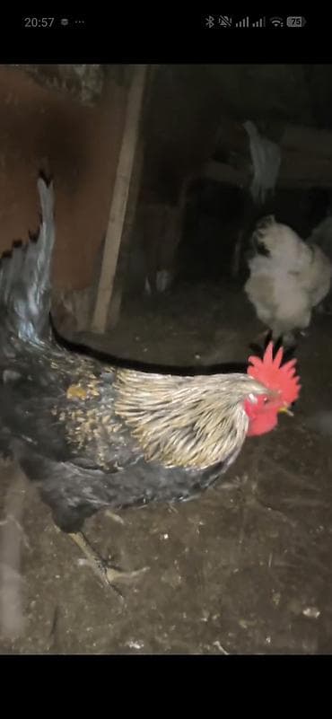 Mal-qara: Toyuq, Damazlıq, Ünvandan götürmə — 3