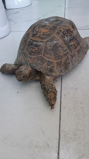 Quru tisbaxa boyuk olcude cekisi 5kilo. diwidi uzunluq 30sm eni — 4