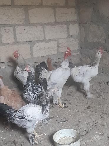 Digər heyvanlar: Salam aleyku. büçələr satılır 3 aylıqlar kəsimədə damazlığada yaxşıdı — 2