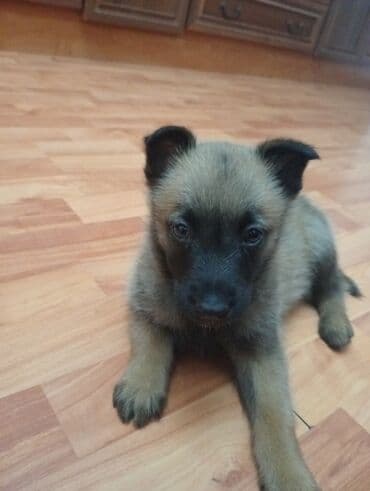 şirin itler: Belçika çoban iti — 4