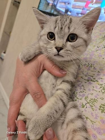 pişim: Britan, Pulsuz çatdırılma — 6