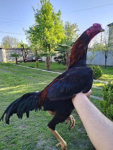 cücə yemi: Cücələr – Uzunboyun, qırmızı-qara rəngli cinsi xoruz - Növ — 3