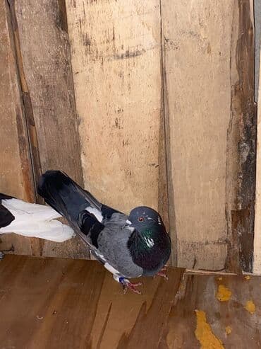 Goy Erkəy Satılır (WhatsApp işləyir)