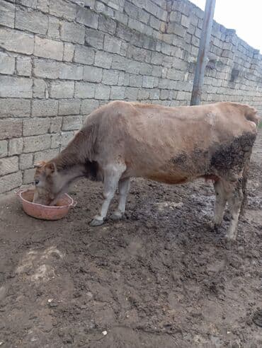 berde mal bazari: Inek satilir tecili basqa inekde var ana bala — 2