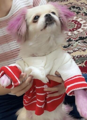 йоркширский терьер баку: Пекинес, 8 месяцев, Самка, Самовывоз — 4