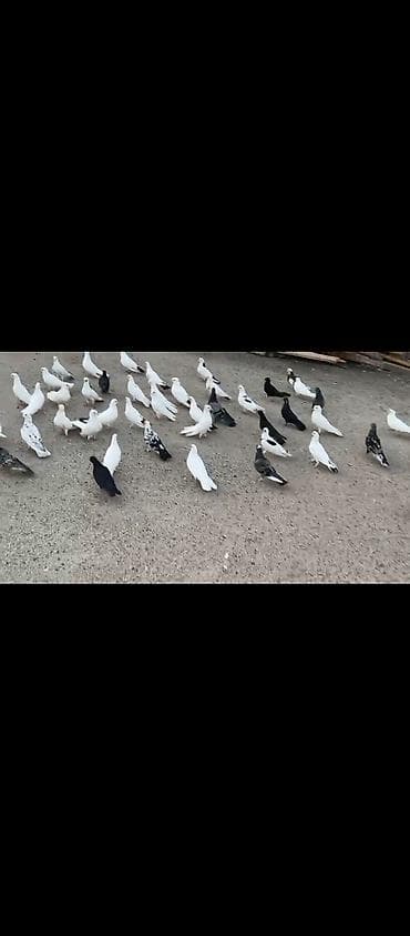 spic: Təmiz sağlam heyvanlardi əsl damazlıq vatçap aktivdir — 3