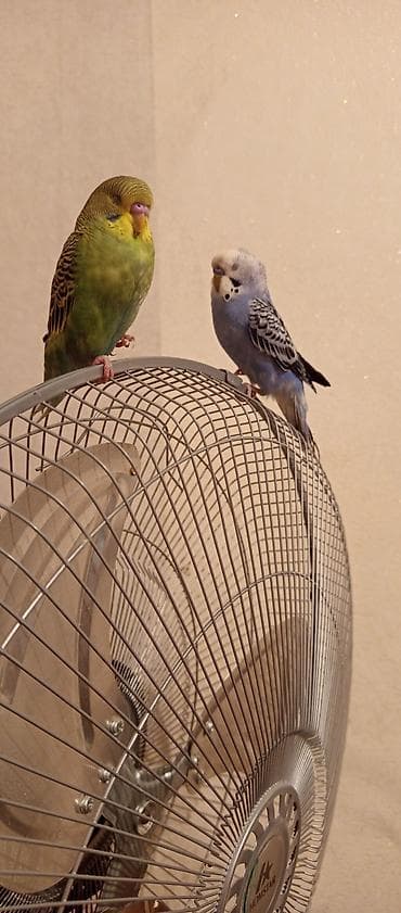 qara baş quşlar: Cüt tutuquşu satılır yaşıl əldən qorxmur göy ələ almışıq deyil ama — 2