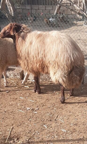 qoyun yanıbala: Erkək, il: 2, 130 kq, Damazlıq — 7