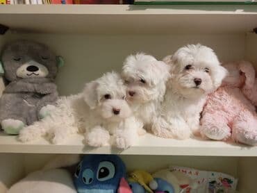 Çəngəllər: Maltipoo balaları - Cins: Maltipoo (Maltese x Poodle qarışığı) - — 2