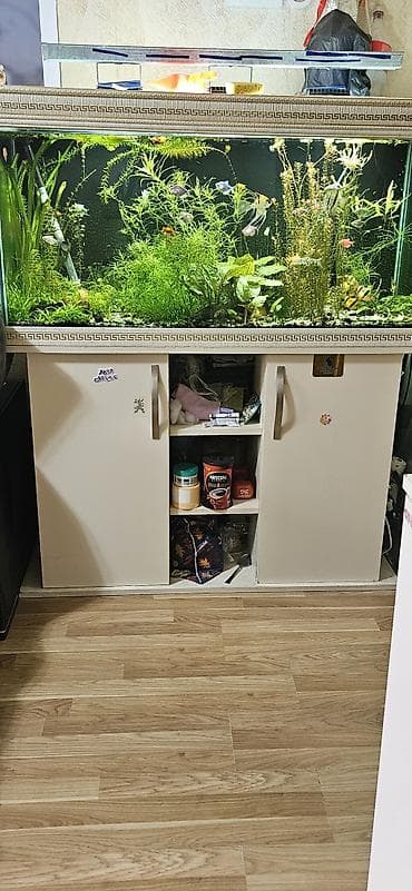 akvariu: Qiymet bow ak- Şüşə akvarium: –120sm uzunluq,60sm hundurluk,45sm en — 3