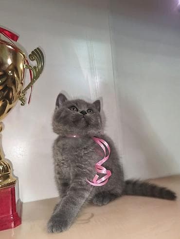 Gəmiricilər: Britan — 3