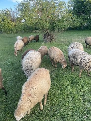 dovşan şəkilləri çəkmək: Qoyun sürüsü – müxtəlif rəngli və yunlu yerli cinslər Məhsul təsviri — 2