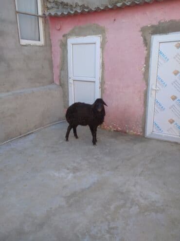 qurbanliq qoyunlar: Erkey quzu - Rəng: tam qara - Yun: sıx, qıvrım quruluşlu; əl — 5