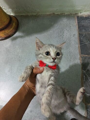 котенка в добрые руки: Шотландская, Самка, В добрые руки, Платная доставка — 2