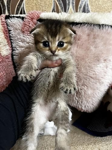 Gəmiricilər: Şinşilla, Ünvandan götürmə — 2