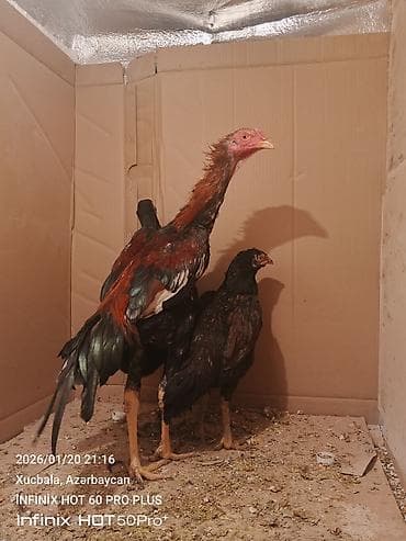 toyuqlar xoruzlar: Məhsul: Qıf (uzunboyun) tipli döyüşkən xoruz 6 aylıqdır — 2