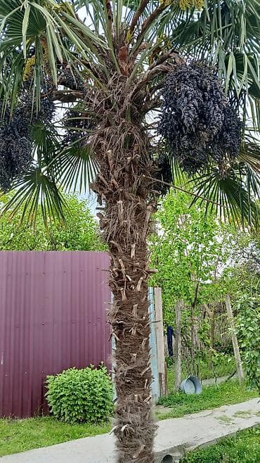 Trachycarpus fortunei (külək palması) – dekorativ palma ağacı - Növ