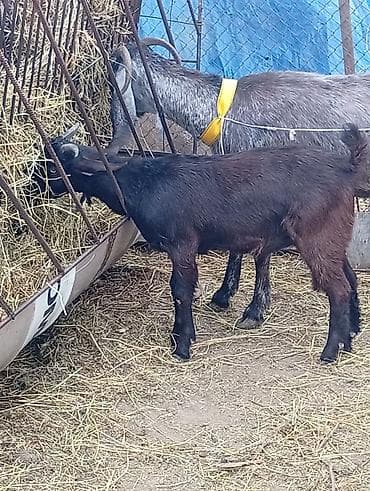 Keçilər, çəpişlər: Super damazlıq heleb cepişleri erkeydiler hamısı 2 aylıqdılar böyük — 5