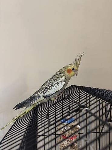 papuqay quş: AĞCABƏDİ RAYONU ÖZ YETİŞDİRDİYİMİZ BALA 2 AYLIQ XORUZ ƏLƏ TAM — 2