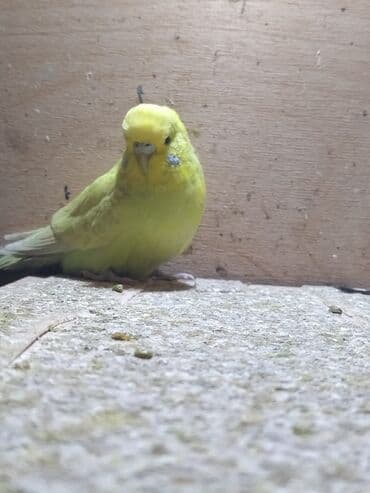 əbabil quşunun qiyməti: Salam çexlər var satışda bala böyük hazır cüt hər ayda hər yaşda hər — 3