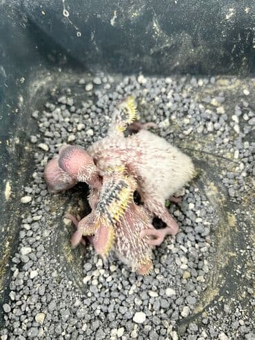 ən ucuz pişiklər: Təmiz qan ayağı üzüqlü qəydiyatlı altı balalı çexler cütlükler — 14