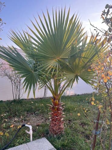 bağlama: Məhsul: Bağ üçün dekorativ palma ağacı (fan formalı yarpaqlı — 2
