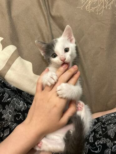 Erkək, Yaxşı əllərə, Pulsuz çatdırılma lalafo.az -da Erkək, Yaxşı əllərə, Pulsuz çatdırılma