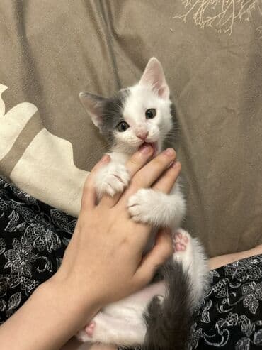 balaca pişik şəkilləri: Erkək, Yaxşı əllərə, Pulsuz çatdırılma — 1