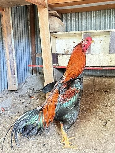 Aseel tipli xoruz papuqay dımdıq - Cins: Aseel (uzunboyun, enli döş