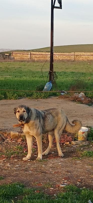 it damlari: Qurdbasar, 2 il, Dişi, Peyvəndli, Ödənişli çatdırılma — 7