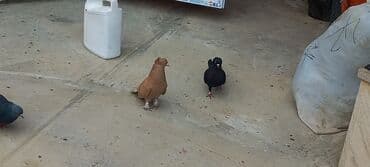 той пудель цена в баку: Sari qara cutdu.sarinin ata anasi 6 saat ucur .cutu 45manata.pavlin 10 — 5