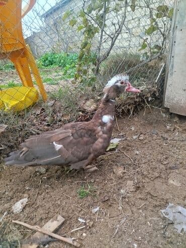 Gəmiricilər: Dişi, | Lal ördək, Ətlik — 2