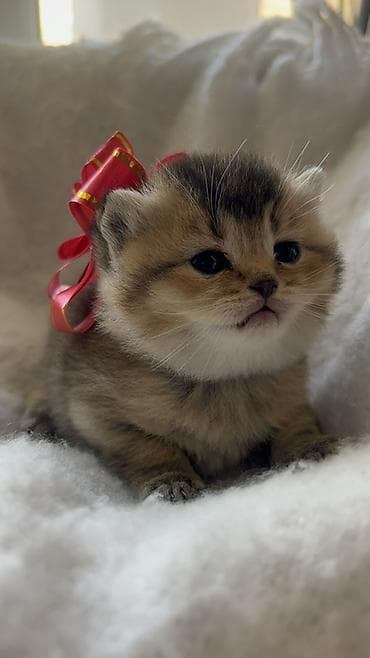 ag pisik: Britan, Erkək, Ödənişli çatdırılma — 5