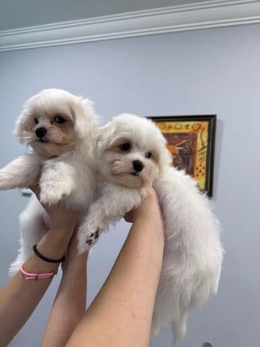 где можно купить собаку мальтипу: Saf ağ rəngli, uzun və ipək kimi tüklü Maltese balaları. - Cins — 3