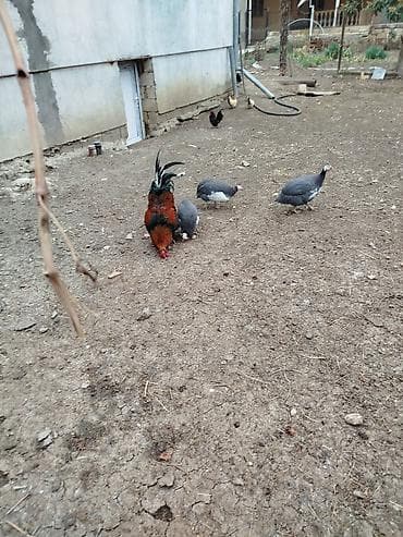 firəng toyuğu: Toyuq, Damazlıq — 2