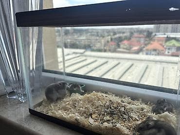 hamster al: Hamsterlər satılır 5 ədəd hər şey daxil Şəffaf şüşə terrariumda bir — 2