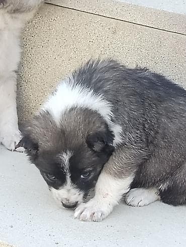 pikines qiymeti: Salam 25 Gunlukdiler Samaxi Qurdbasar kucukleri di Erkek disi. Cut — 4