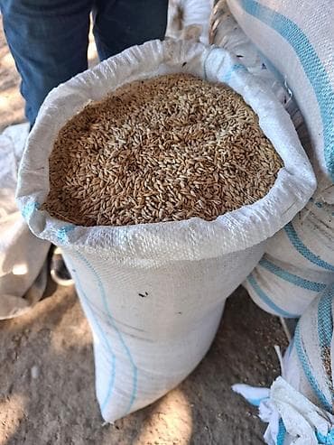 cilciraq qiymetleri: Arpa hazır muşuğda təmiz arpadır 5 Tonn qiyməti 45 qəpik — 2