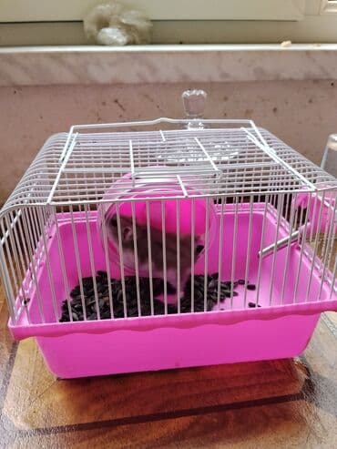 en ucuz gümüş: Hamster və qəfəs dəsti - Narinç çalarlı, ağ barmalı metal qəfəs (üst — 5