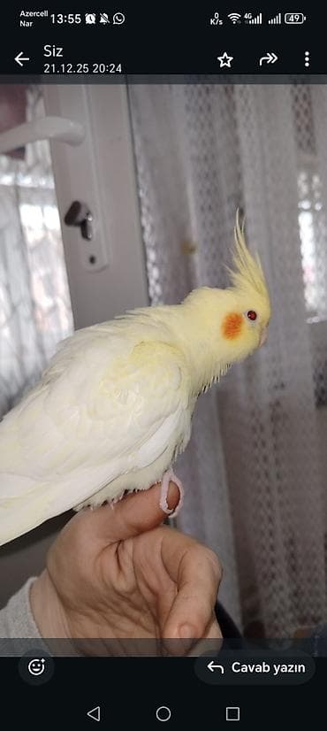 Korella papuqaylari. 2 erkek 1 disi var elde. Erkeyler ele oyresib