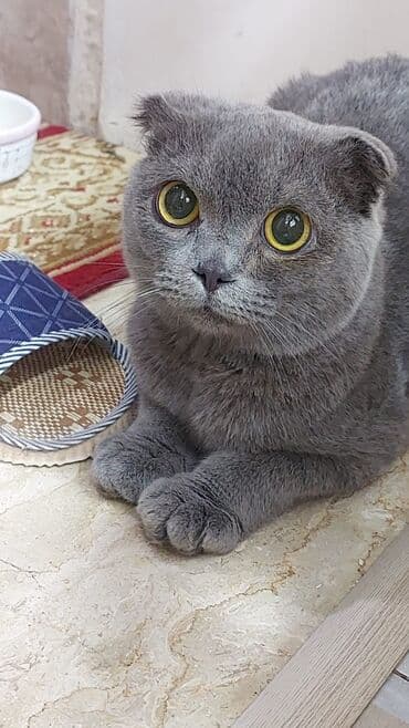 вислоухий котенок сколько стоит: 50 ile 250 arasi cins saf qan pisiklerimiz var( Silver sinsila temiz — 29