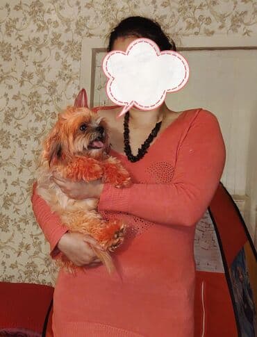 Heyvanlar üçün dərmanlar: Məhsul: Kiçik ölçülü dekorativ it sitsu Təsvir: 10aylıq qiz — 3