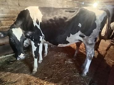 balali inək: Temiz cins inekler satilir 2 ci qarina 8 ay boqazdilar! — 6