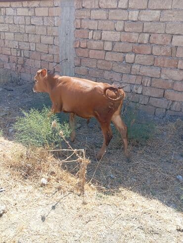 ingilis setter it cinsinin digər adı: Erkey saxlanmalı dana — 1