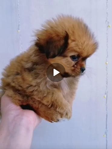 pekines: Pekines, 2 ay, Erkek — 1