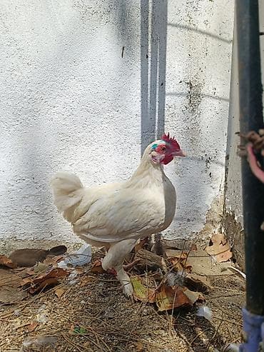 bulbul quşu satışı: Toyuq, Damazlıq — 3